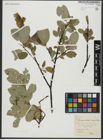 Foto von Salix hastata L.